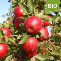 Apfelbaum-Patenschaft BIO / Red Jonaprince / 2024 / Standard 10kg