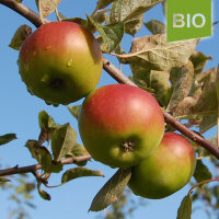 Grüner Winterstettiner Bio-Äpfel 5kg|truncate:60