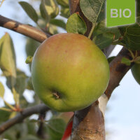 Grüner Winterstettiner Bio-Äpfel 5kg