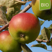 Grüner Winterstettiner Bio-Äpfel 5kg