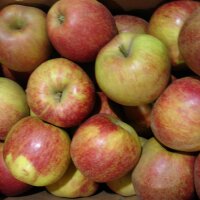 Boskoop Äpfel 6kg|truncate:60
