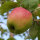 Doppelte Melone Äpfel 6kg