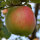 Doppelte Melone Äpfel 6kg