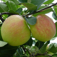 Apfel James Grieve|truncate:60