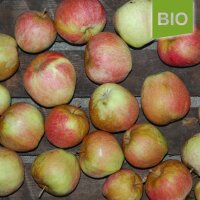 Winterbananenapfel bio 5kg|truncate:60