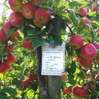 Apfelbaum-Patenschaft BIO