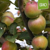 Siebenschläfer Bio-Äpfel 5kg|truncate:60