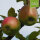 Siebenschläfer Bio-Äpfel 5kg