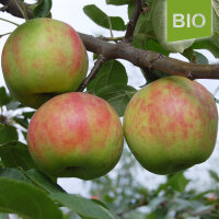 Bio-Gravensteiner-Äpfel 5kg