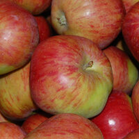 Lord Suffield Bio-Äpfel 6kg