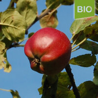 Bio-Apfel Roter Herbstkalvill|truncate:60