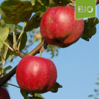 Bio-Apfel Roter Herbstkalvill