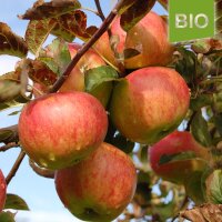 Krautsander Boiken Bio-Äpfel 5kg|truncate:60