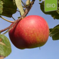 Krautsander Boiken Bio-Äpfel 5kg