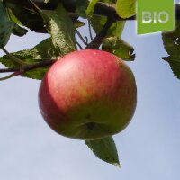 Krautsander Boiken Bio-Äpfel 6kg