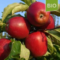 Bio-Elise Äpfel 5kg