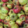 Mostäpfel 13kg Bio-Altländer Pfannkuchenapfel-Saftäpfel