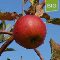 Bio-Apfel Melrose