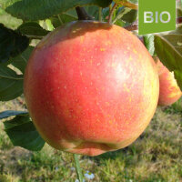Bio-Apfel Relinda|truncate:60
