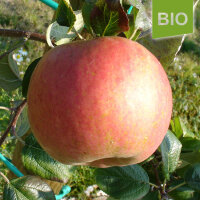 Bio-Apfel Relinda