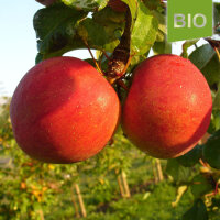 Bio-Apfel Relinda