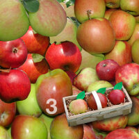 Apfelprobierkorb mit 3 Äpfel