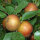 Apfelsaft Boskoop naturtr. 5 ltr
