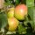 Zuccalmagliorenette Bio-Äpfel 4kg
