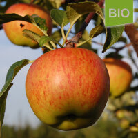 Bio-Apfel Rubinola 5kg