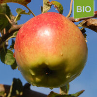 Bio-Apfel Adersleber Kalvill|truncate:60