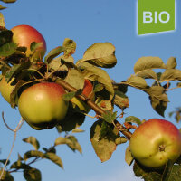 Bio-Apfel Adersleber Kalvill