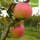 Bio-Apfel Adersleber Kalvill