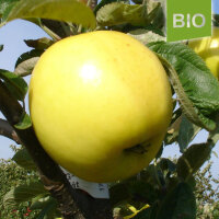 Holsteiner Zitronenapfel bio
