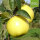 Holsteiner Zitronenapfel bio
