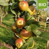 Goldparmäne Bio-Äpfel 5kg