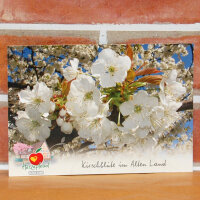 Ansichtskarte Kirschblüte im Alten Land