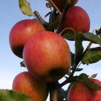 Civni/Rubens Bio-Äpfel 5kg|truncate:60