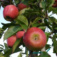 Civni/Rubens Bio-Äpfel 6kg