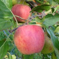 Civni/Rubens Bio-Äpfel 6kg