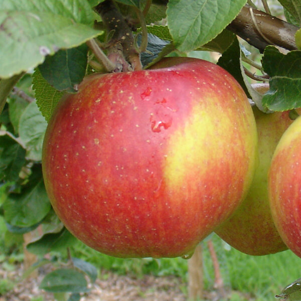 Apfel Berlepsch