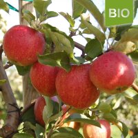 Bio-Äpfel Jonagored 5kg