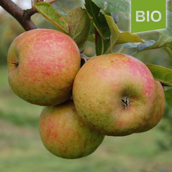 Holländischer Prinz Bio-Äpfel 5kg