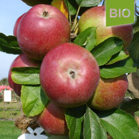Rheinischer Krummstiel Bio-Äpfel 5kg