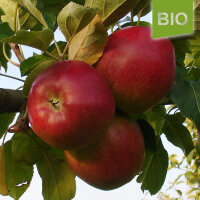 Rheinischer Krummstiel Bio-Äpfel 5kg
