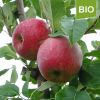 Bio-Apfel Remo|truncate:60