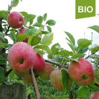 Bio-Apfel Remo