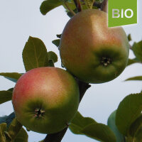 Bio-Apfel Siebenschläfer