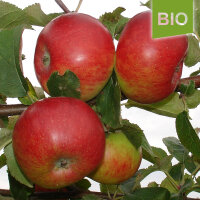 Juwel aus Kirchwerder Bio-Äpfel 6kg
