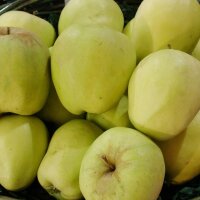 Bio-Äpfel 5kg-Steige / Glockenapfel