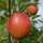 Wellant Bio-Äpfel 3kg Kiste